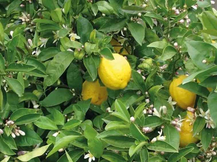 Albero limoni