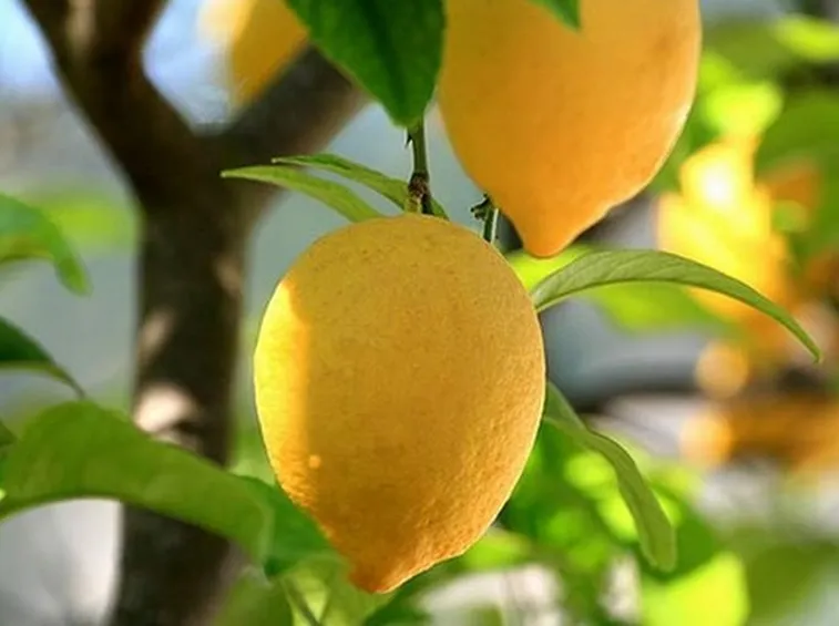 Frutti albero limone