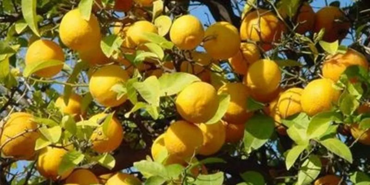 Limoni raccolto