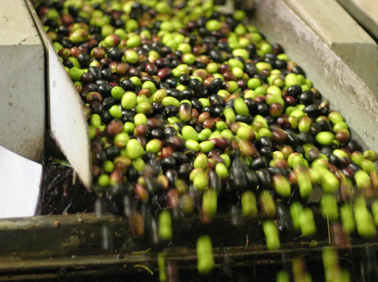 Pianta olive