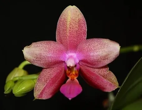potareorchidee1-1_zps82105892