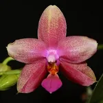 potareorchidee1-1_zps82105892