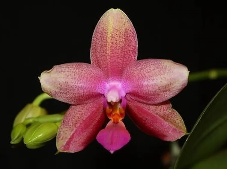 potareorchidee1-1_zps82105892
