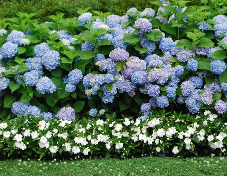 ortensie blu