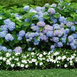 ortensie blu