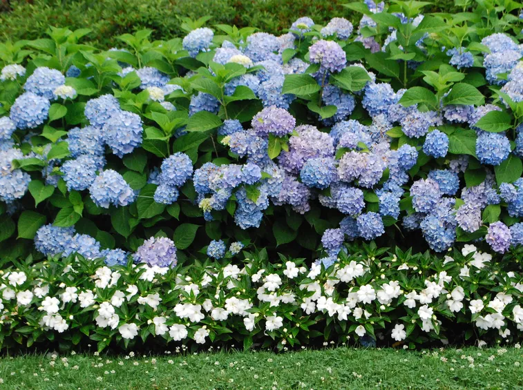 ortensie blu