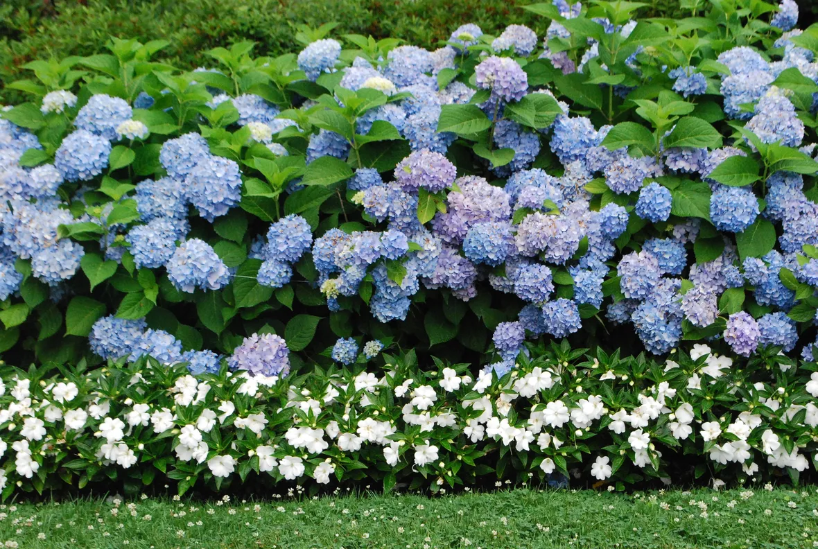ortensie blu