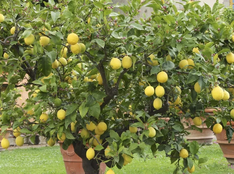 limone pianta
