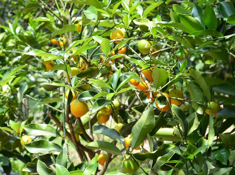 agrumi