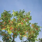 albicocco