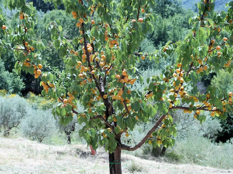pianta di albicocche