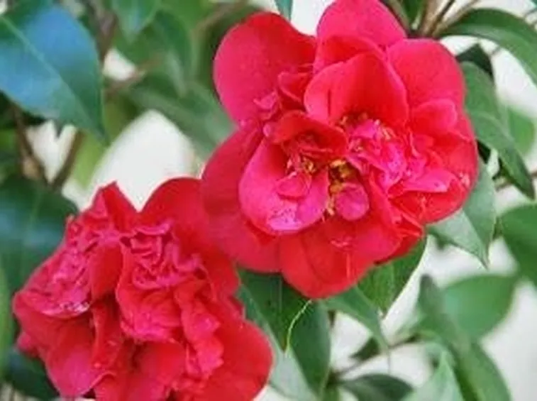 camelie1