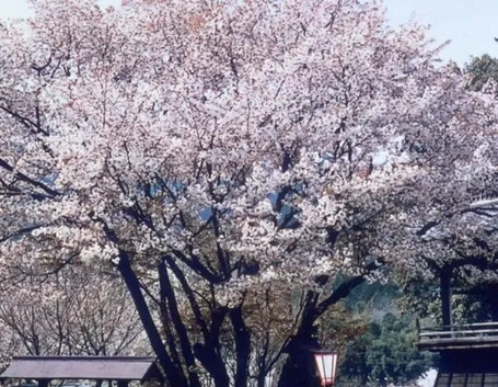 Albero ciliegio