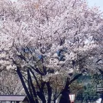 Albero ciliegio
