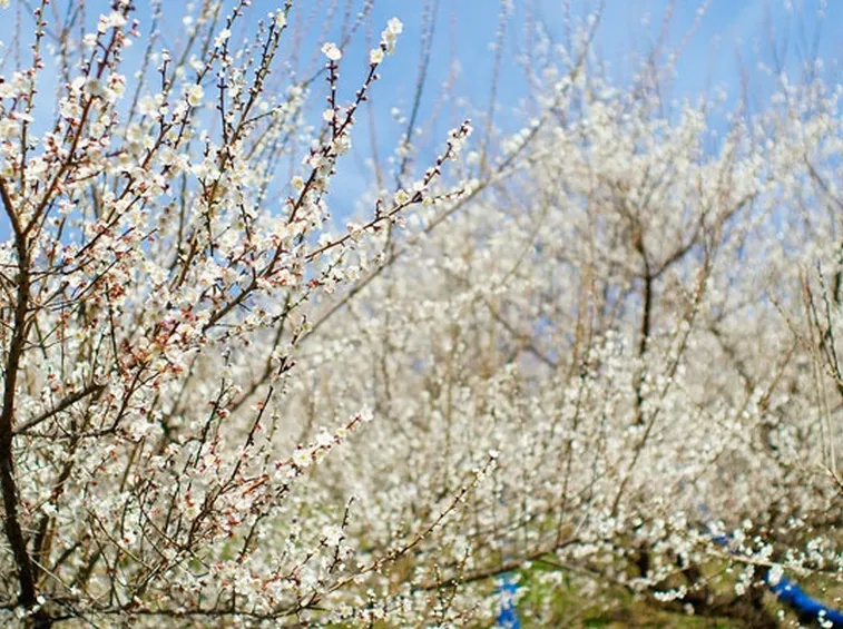 Fioritura ciliegio