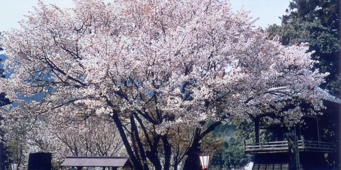 Albero ciliegio