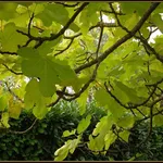 Albero fico
