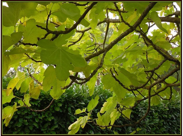 Albero fico