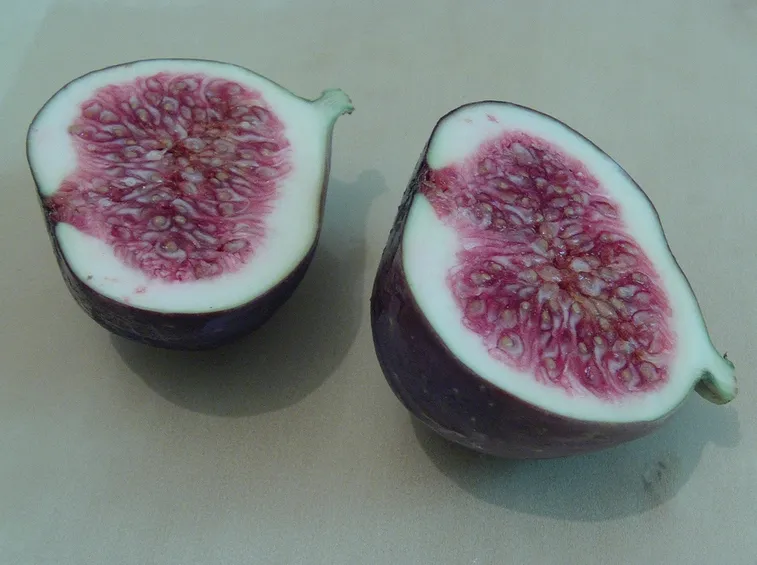 Frutto fico
