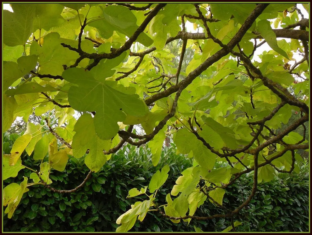 Albero fico