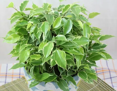 potare ficus benjamin 