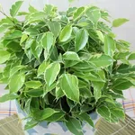 potare ficus benjamin 
