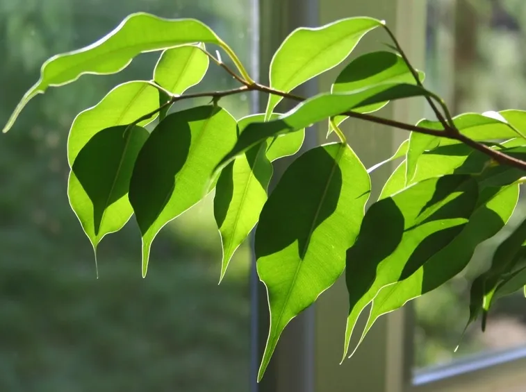 foglie ficus benjamin
