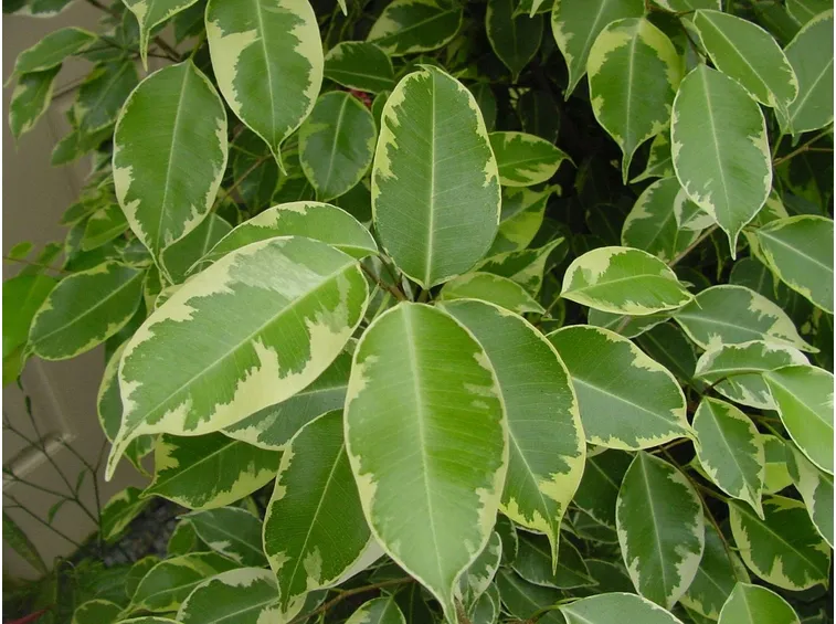 foglie ficus benjamin