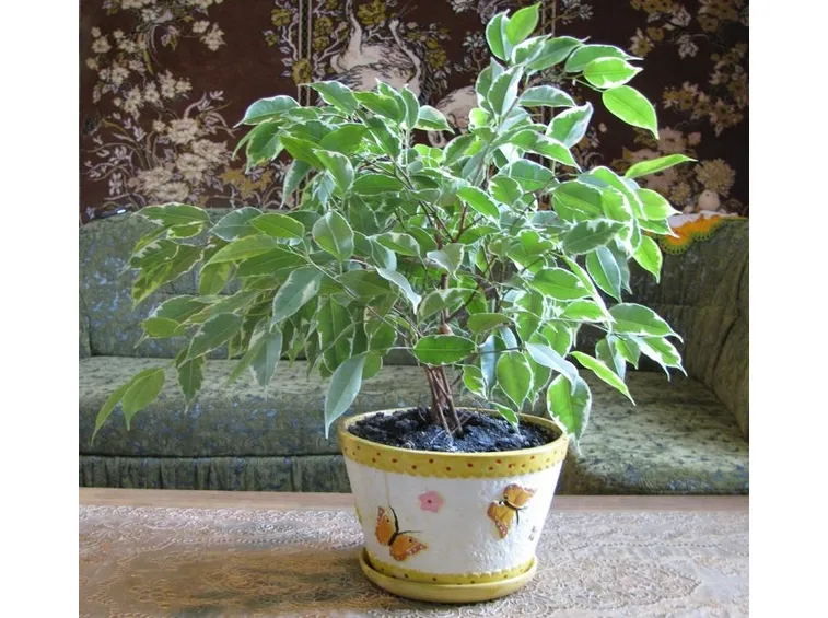 piccola pianta ficus benjamin