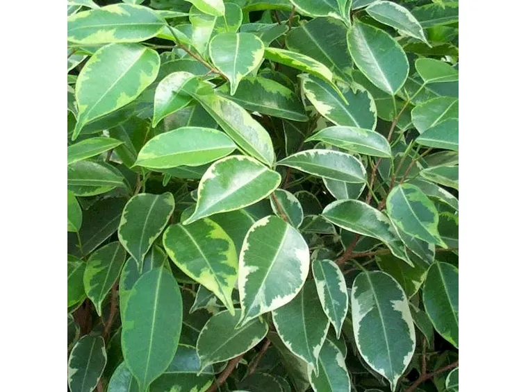 ficus benjamin foglie
