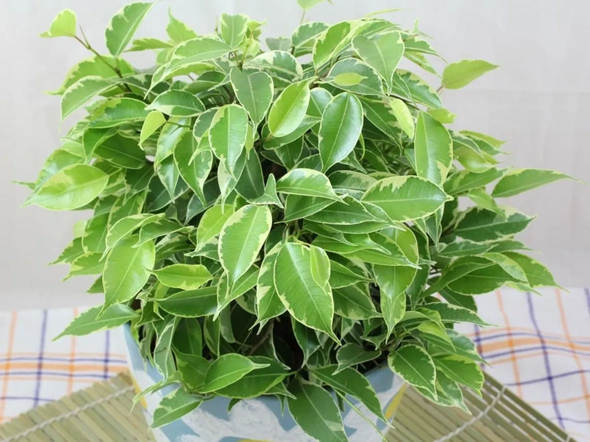 potare ficus benjamin 