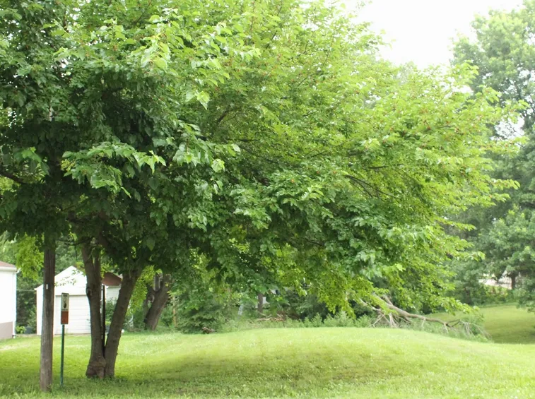Albero gelso