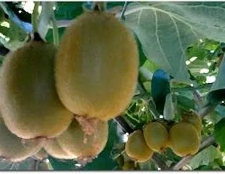 potaturakiwi