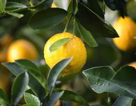 Limoni