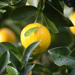 Limoni