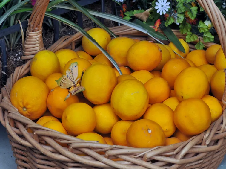 Foglie pianta limone
