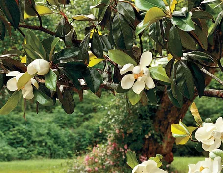 magnolia pianta