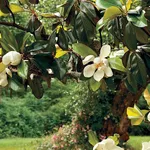 magnolia pianta