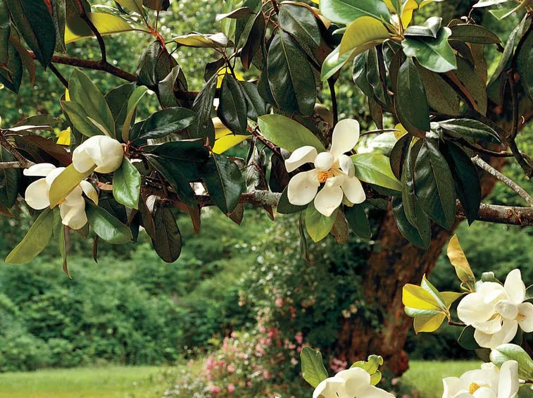 magnolia pianta
