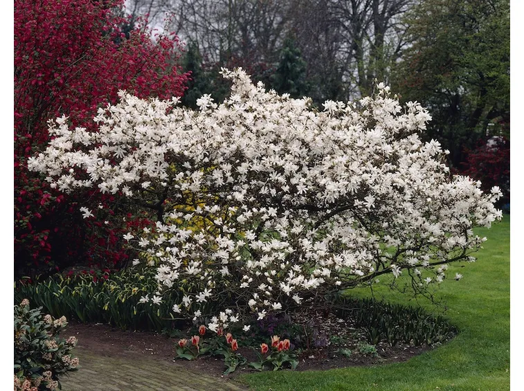 potare magnolia