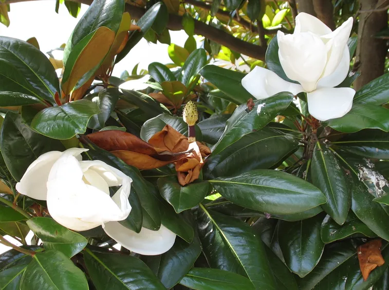 magnolia potatura