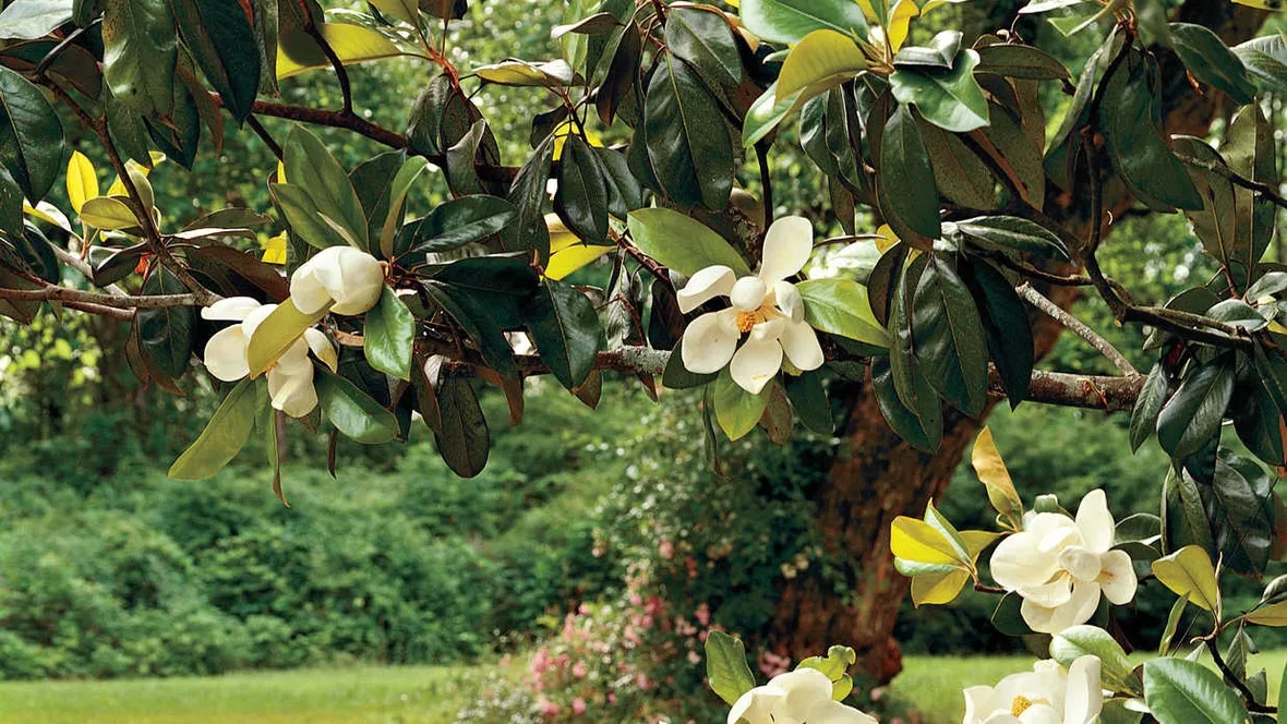 magnolia pianta