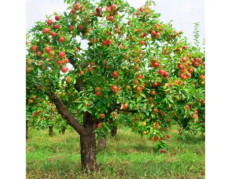 Albero melo