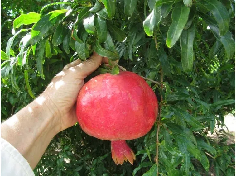 melograno potatura