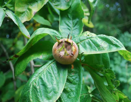 Potatura pianta nespolo