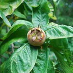Potatura pianta nespolo