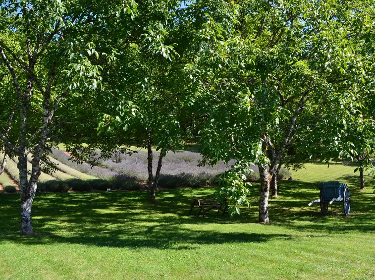 Piante frutto giardino