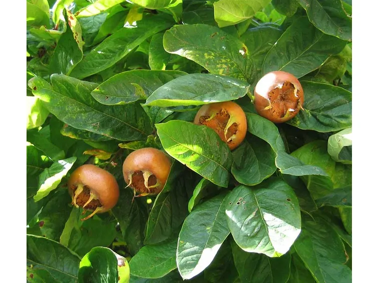 Ramo frutti nespolo