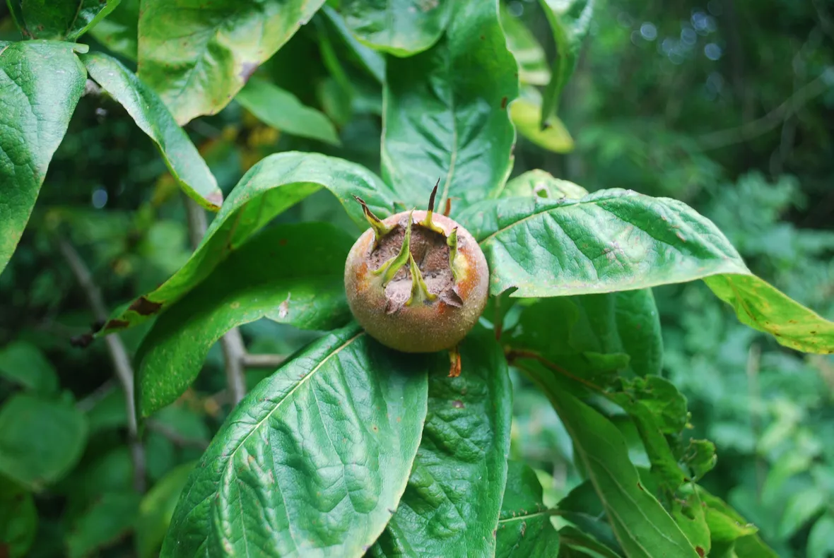 Potatura pianta nespolo