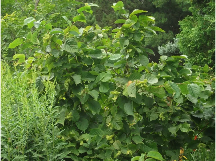 Nocciolo potatura